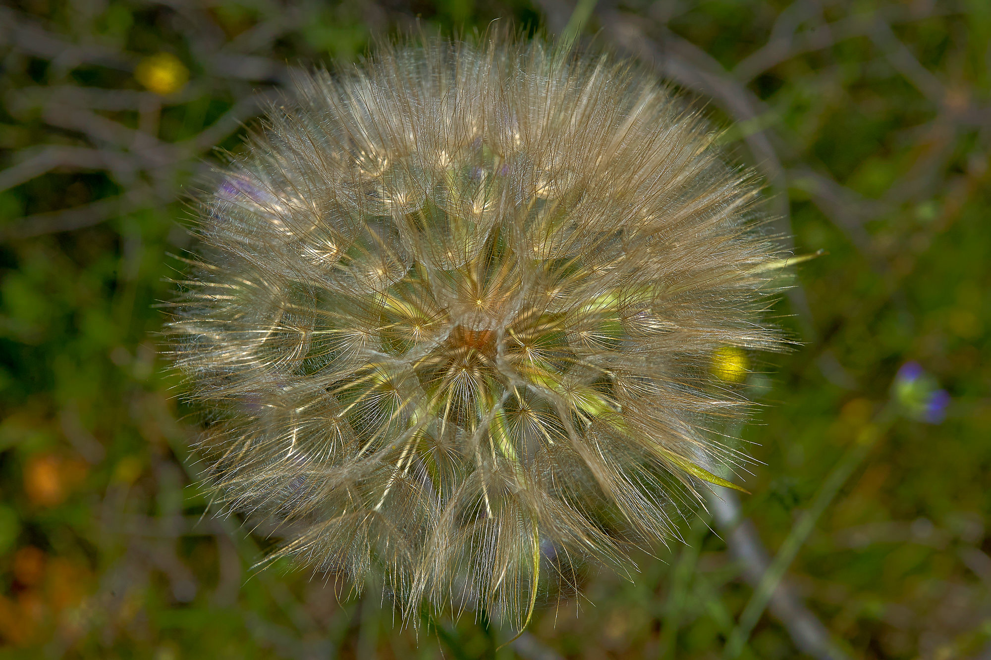 withered flower